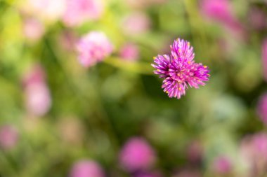 Renkli çiçeklerin arkaplan resmi, arka plan doğası