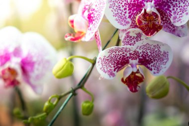 Ormanda açan güzel orkideler, parlak gün ışığında.