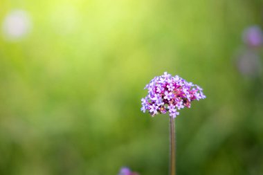Renkli çiçeklerin arkaplan resmi, arka plan doğası
