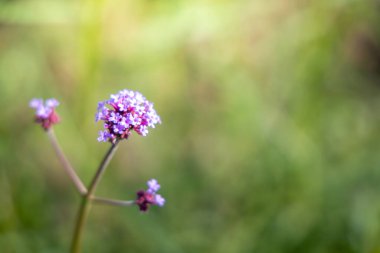 Renkli çiçeklerin arkaplan resmi, arka plan doğası