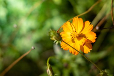 Renkli çiçeklerin arkaplan resmi, arka plan doğası
