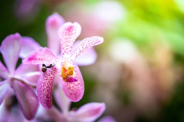Ormanda açan güzel orkideler, parlak gün ışığında.