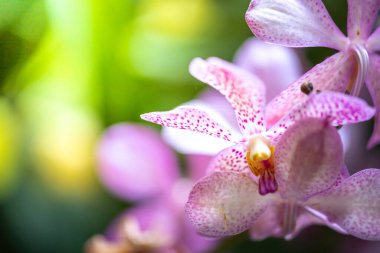 Ormanda açan güzel orkideler, parlak gün ışığında.