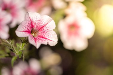 Renkli çiçeklerin arkaplan resmi, arka plan doğası