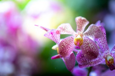 Ormanda açan güzel orkideler, parlak gün ışığında.