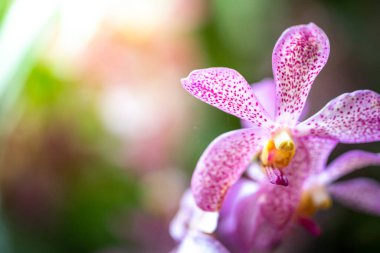Ormanda açan güzel orkideler, parlak gün ışığında.
