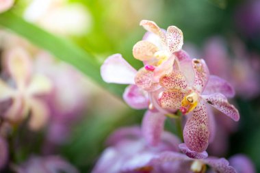 Ormanda açan güzel orkideler, parlak gün ışığında.