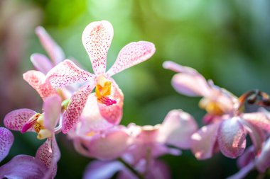 Ormanda açan güzel orkideler, parlak gün ışığında.