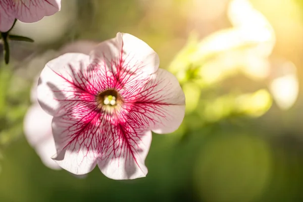 Imagen Fondo Las Flores Colores Naturaleza Fondo — Foto de Stock