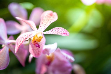 Ormanda açan güzel orkideler, parlak gün ışığında.