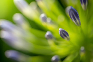 Renkli çiçeklerin arkaplan resmi, arka plan doğası