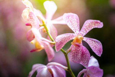 Ormanda açan güzel orkideler, parlak gün ışığında.