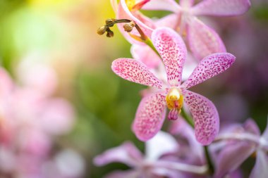 Ormanda açan güzel orkideler, parlak gün ışığında.