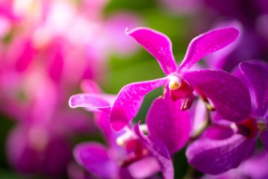 Ormanda açan güzel orkideler, parlak gün ışığında.