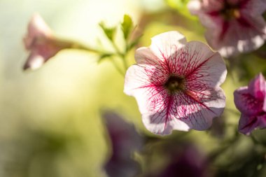 Renkli çiçeklerin arkaplan resmi, arka plan doğası