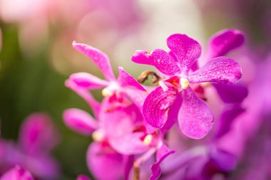 Ormanda açan güzel orkideler, parlak gün ışığında.