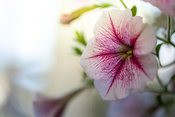 Achtergrond Afbeelding Van Kleurrijke Bloemen Achtergrond Natuur — Stockfoto