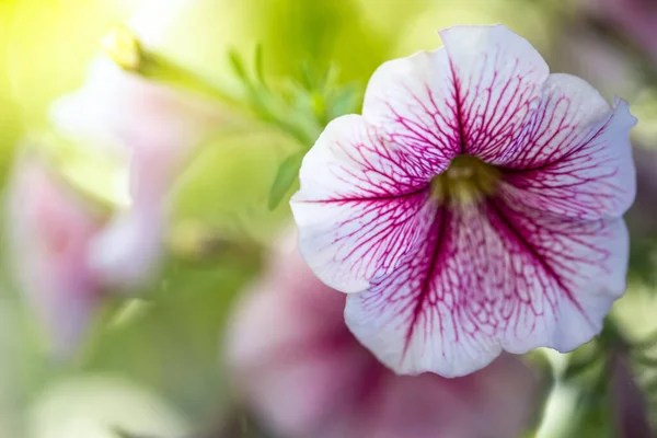 Achtergrond Afbeelding Van Kleurrijke Bloemen Achtergrond Natuur — Stockfoto