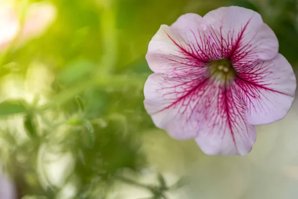 色とりどりの花の背景イメージ 背景自然 — ストック写真