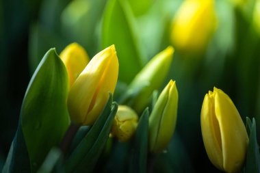 Güzel bir buket lale. Renkli laleler. doğa arkaplanı