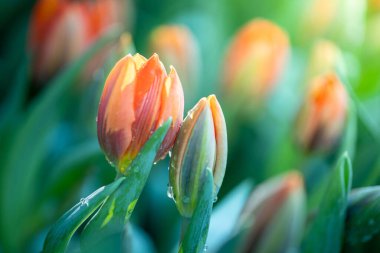 Güzel bir buket lale. Renkli laleler. doğa arkaplanı