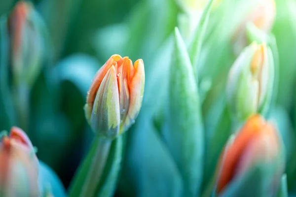 Bellissimo Bouquet Tulipani Tulipani Colorati Sfondo Della Natura — Foto Stock