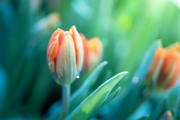 Beau Bouquet Tulipes Tulipes Colorées Nature Arrière Plan — Photo