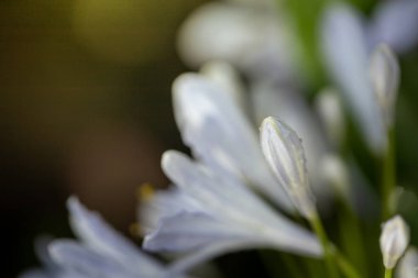 Renkli çiçeklerin arkaplan resmi, arka plan doğası