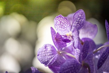 Ormanda açan güzel orkideler, parlak gün ışığında.