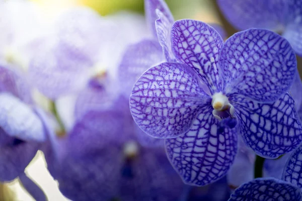 Schöne Blühende Orchideen Wald Auf Den Strahlenden Sonnenschein — Stockfoto