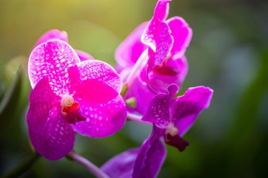 Ormanda açan güzel orkideler, parlak gün ışığında.