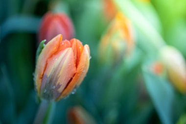 Güzel bir buket lale. Renkli laleler. doğa arkaplanı