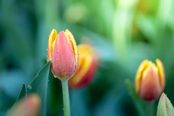 Beau Bouquet Tulipes Tulipes Colorées Nature Arrière Plan — Photo