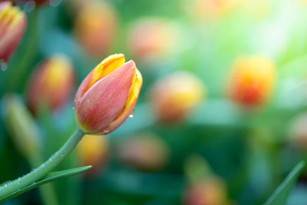 Beau Bouquet Tulipes Tulipes Colorées Nature Arrière Plan — Photo