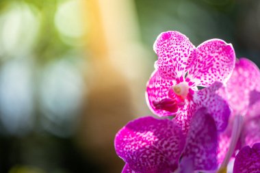 Ormanda açan güzel orkideler, parlak gün ışığında.