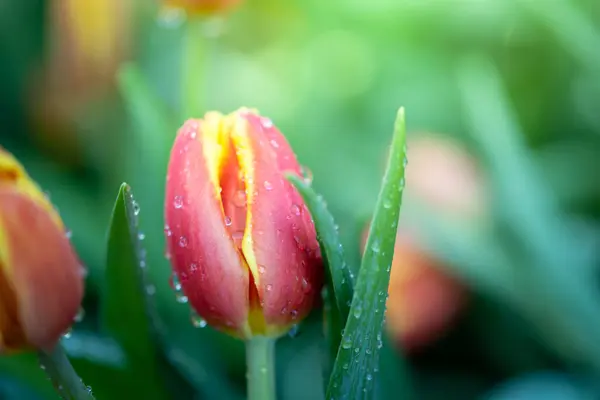 Beau Bouquet Tulipes Tulipes Colorées Nature Arrière Plan — Photo