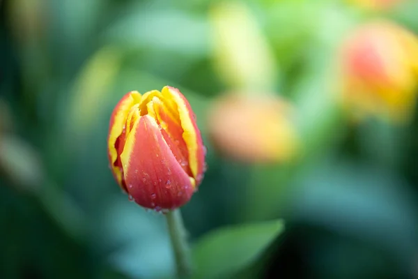 Beau Bouquet Tulipes Tulipes Colorées Nature Arrière Plan — Photo