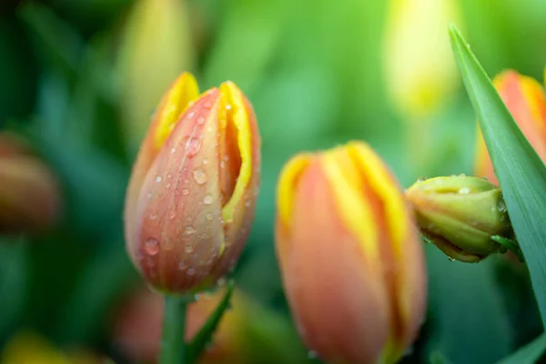 Beau Bouquet Tulipes Tulipes Colorées Nature Arrière Plan — Photo