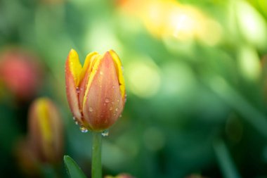Güzel bir buket lale. Renkli laleler. doğa arkaplanı