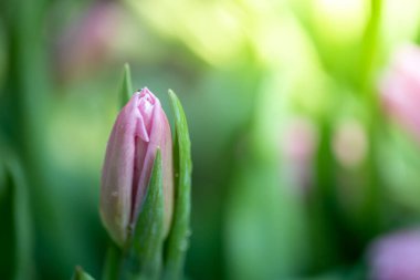 Güzel bir buket lale. Renkli laleler. doğa arkaplanı
