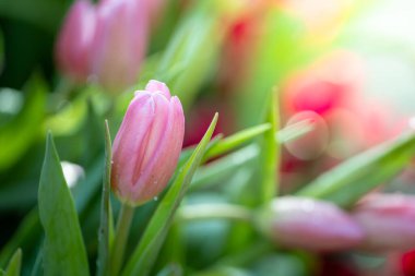 Güzel bir buket lale. Renkli laleler. doğa arkaplanı