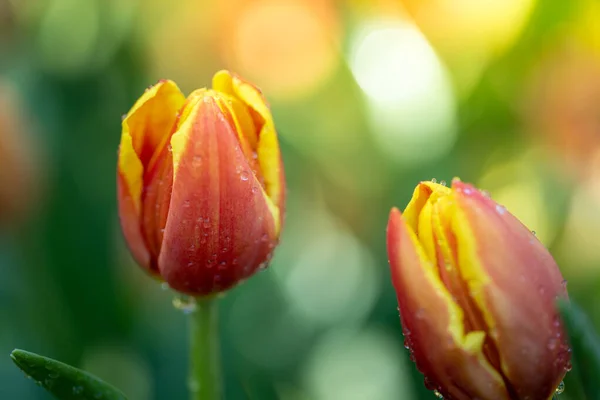 Beau Bouquet Tulipes Tulipes Colorées Nature Arrière Plan — Photo