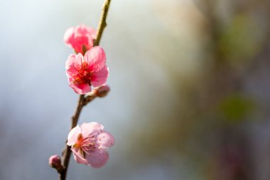 Sakura çiçekleri Chiang Mai, Tayland 'da çiçek açıyor.