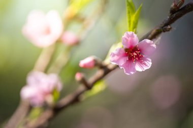 Sakura çiçekleri Chiang Mai, Tayland 'da çiçek açıyor.