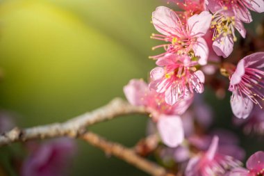 Sakura çiçekleri Chiang Mai, Tayland 'da çiçek açıyor.