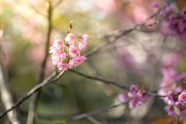 Sakura çiçekleri Chiang Mai, Tayland 'da çiçek açıyor.
