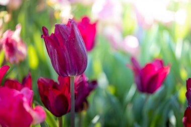 Güzel bir buket lale. Renkli laleler. doğa arkaplanı