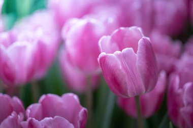 Güzel bir buket lale. Renkli laleler. doğa arkaplanı