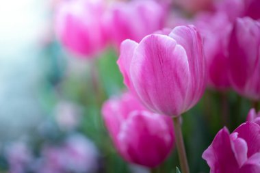 Güzel bir buket lale. Renkli laleler. doğa arkaplanı