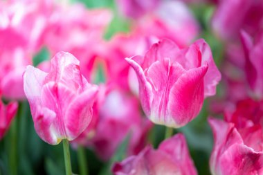 Güzel bir buket lale. Renkli laleler. doğa arkaplanı